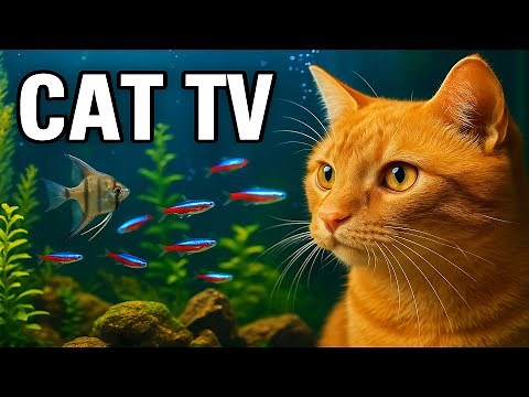 🔴 LIVE Cat TV Fish Tank 🐟 | Fish for Cats to Watch (No Music) tv for cats 4K HDR