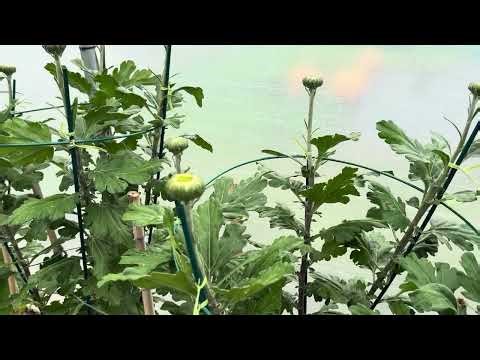 Final Prep for National Show: Housing Large Single Chrysanthemums