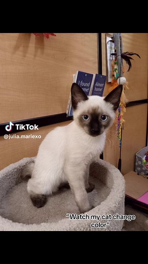 He’s so toasty now 🙈🥰#fyp #fup #cat #catsoftiktok #siamese #siamesecat #januaryfebruarymarch