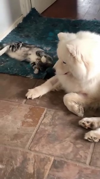 62K views · 5.2K reactions | Since everyone loved the stories of Demi and Buttons, we thought we’d share Poppets story and then we will do the rest of the pack! | Poppet and the Wolf Pack | Facebook