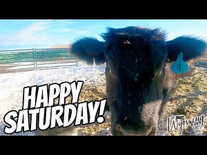 A Day in the Ranch Life - A Saturday on the Ranch