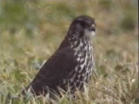 Merlin - the magic falcon