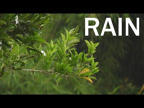 [4K] Nature Rain Free Stock Footage | No Copyright Royalty-Free