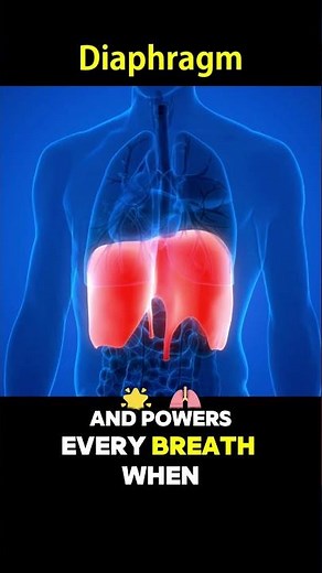 Diaphragm in Action: How You Breathe Without Thinking