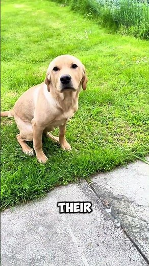 Interesting Behaviors Dogs Show While Pooping!