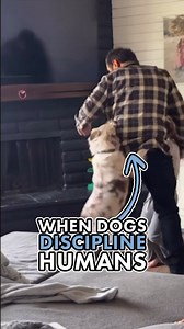 155K views · 3.2K reactions | When a dog "corrects" their owner, that...