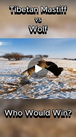 AnimalComparisons | Tibetan Mastiff vs Wolf | Who Would Win? #tibetanmastiff #wolf #fight #battle #mastiff #greywolf #tibetanwolf #animalfight #whowouldwin... | Instagram