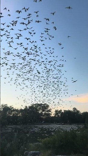 🦇 Bracken Cave Preserve #texas