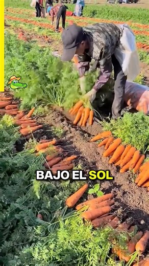This is how carrots were harvested in the past 🥕 #Countryside #History #Technology