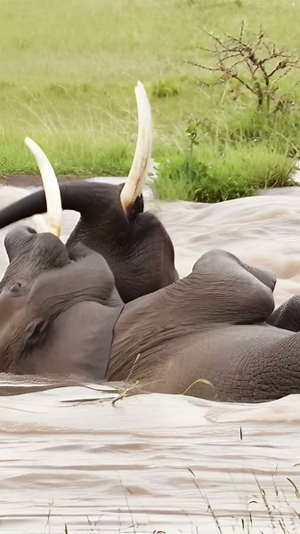 elephants in water: wild moments captured cinematically #elephants #waterwildlife #naturecinema