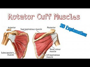 3D explanation of Rotator Cuff muscles