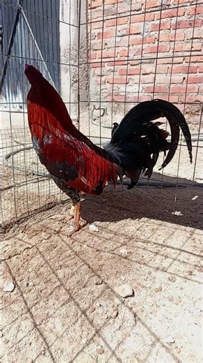 Pollo Hatch asil, 7 meses #gallosdecombate #roosterfarm #gallosfinos #santisimatrinidad #rooster