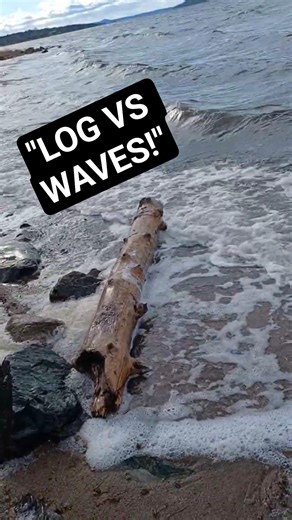 Waterlogged Log Becomes Internet Sensation #shorts #spring #story