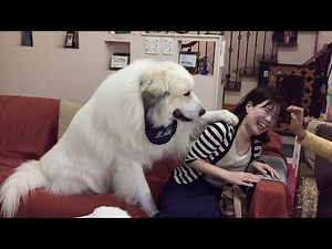 Runrun and Alan were the guests of the Great Pyrenees.