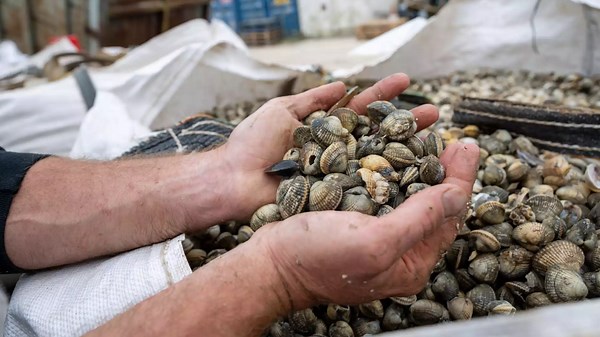 From Mudflats to Cans How Cockles Are Harvested and Processed for Global Consumption