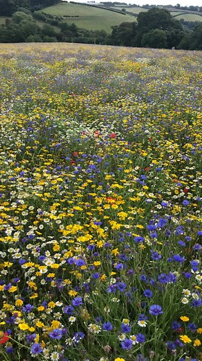 Beautiful Field of Flowers in British Countryside