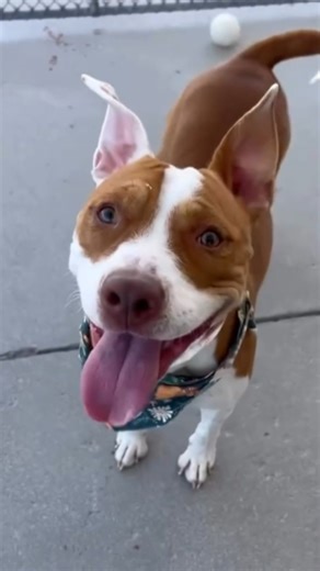 1.6K views · 52 reactions | Big smile? CHECK! Waggin' tail? CHECK!...