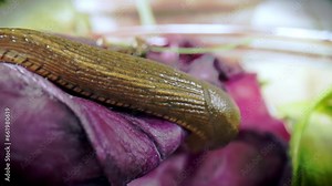 Close-up of Spanish slug, Arion vulgaris, in biowaste. Eats red cabbage leaves and moves around. Macro footage. 4k ProRes video.