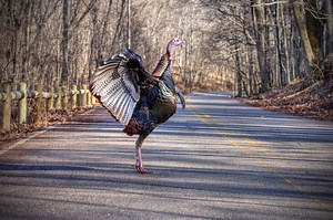 Beware the turkey! After Mass. turkey attack, police warn of 'aggressive' fowl