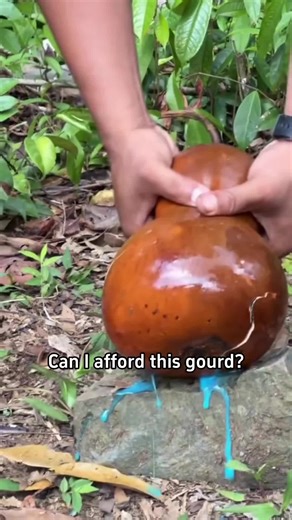 Understanding Gourds: Can You Afford Them?
