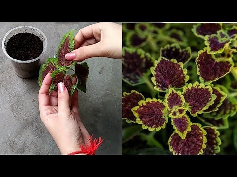 How to grow Coleus from cutting