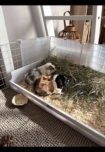 Resetting Your Guinea Pig's Litter Box: Tips & Tricks