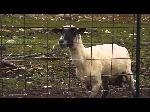 The Screaming Sheep (Pecora che urla)