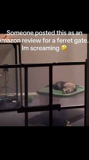 Best Ferret Cages and Care Tips for Your Pets