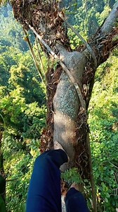 Extreme moments berjalan diatas pohon besar | Eman Madu