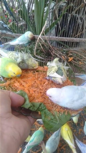 4K Budgie Sounds for Deep Relaxation 🐦💤