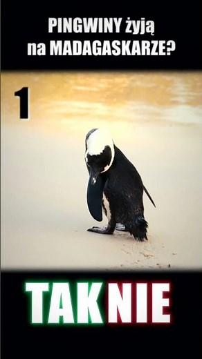 Pingwiny na Madagaskarze? Sprawdzamy! 🏝️TAK czy NIE❓