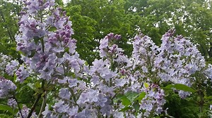 Astronomical spring arrives with 40s Thursday, roller coaster temps ahead