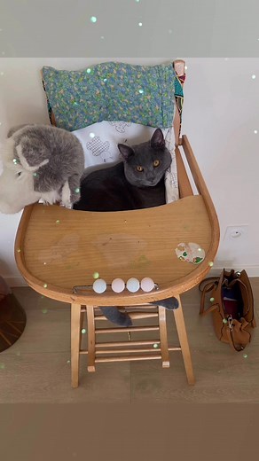 ♥️ Gustave du bleu absolu petit de Pippa du bleu anthracite et Orso de l’élégance bleu, né le 13/04/25. Merci à Isabelle et Thierry, pour les nouvelles régulières 🥰 | Chatterie Du Bleu Absolu -Elevage de chartreux-