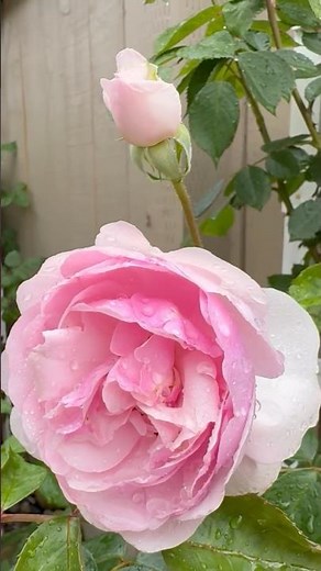 Olivia Austin after the rain 🌧️🌹 #rosegarden