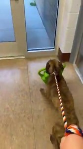 558K views · 23K reactions | We have a special boy who apparently has a green paw! Who knew dogs could be gardeners? (Also, maybe a little bit of a klepto). Meet Ron and his watering can.  2 years old, 53 lbs, dog friendly, approved for children 8+ Genesee County Animal Control 4351 W Pasadena Ave Flint, MI | Genesee County Animals in Need of Homes and Rescues | Facebook