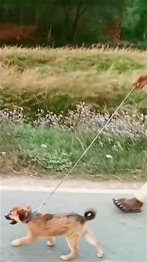 azeeno shan shahenshah #trending #trendingshorts #trend #rajasthan #rajput