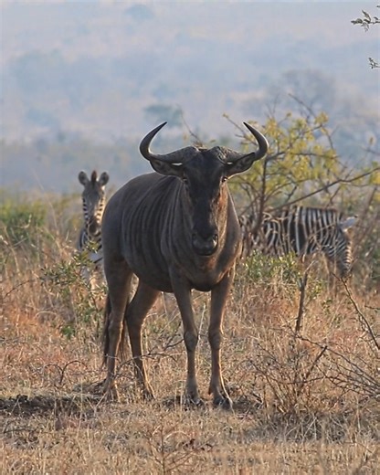 123K views · 1.8K reactions | Itchy Wildebeest scratches itself in Kruger National Park, South Africa #nature #safari #animals #wildlife #amazing | Wildest Kruger Sightings | Facebook