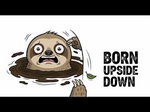 Your Life as a Sloth