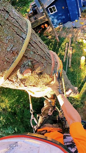 Tree Cutting Techniques: Safety and Process Explained