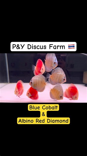 Discus Fish Varieties @PandYDiscusFarm​⁠ #shorts #ปลาปอมปาดัวร์ #discusfish #สัตว์เลี้ยง #ปลาสวยงาม