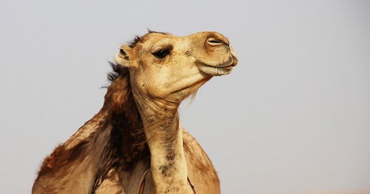 Meteo Sousse - Tunisie : Prévisions Meteo GRATUITE à 15 jours - La Chaîne Météo