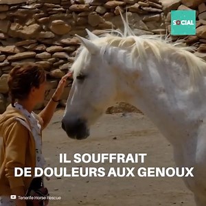 Ce cheval a eu un passé très triste et douloureux. Mais grâce aux sauveteurs, il est venu à un sanctuaire où ils allaient lui offrir une vie très heureuse. | Social