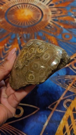 Fossilized Coral Rock Sample #rocks #earth #minerals