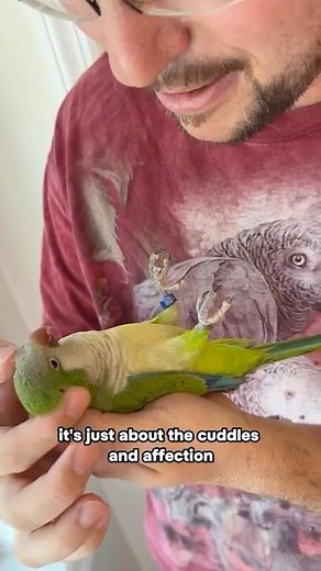 Quaker Parrot Enjoys Cuddles! Training Really Pays off