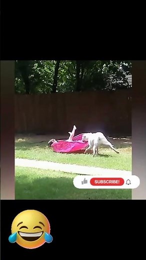Funny animal hilarious comedy scenes part 1015 videos