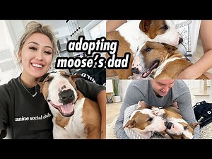 WE ADOPTED MY DOG'S DAD!!!!! (like literally moose's real dad)