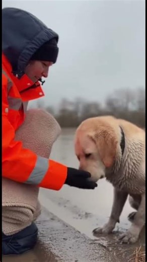Golden labrador rescue🐕 #dog #rescue #goldenretriever
