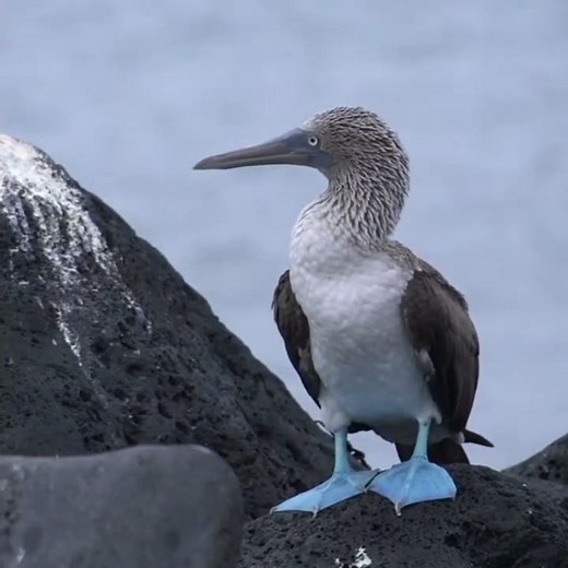 The Bird With the Strangest Feet on Earth #wildlifeentertainment #wildlife #animals #birds