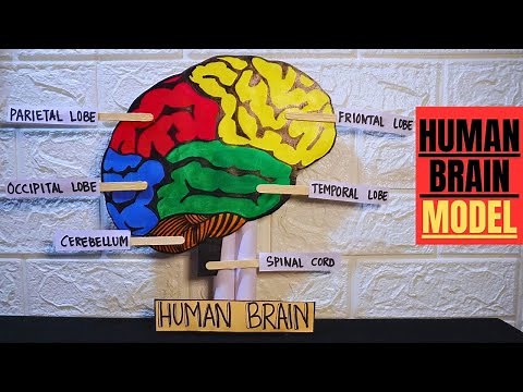 How to make a human brain model | Brain section model | Brain model project | School project brain