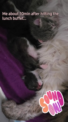 15 reactions | Studio Cathouse on Reels | Facebook